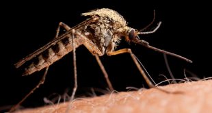 lovushki nasekomyx bona spasenie ot komarov mux i moshek 3